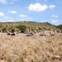 TZA SHI SerengetiNP 2016DEC25 RoadB144 004 : 2016, 2016 - African Adventures, Africa, Date, December, Eastern, Month, Places, Road B144, Serengeti National Park, Shinyanga, Tanzania, Trips, Year